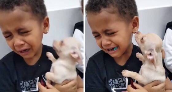 little boy chihuahua featired