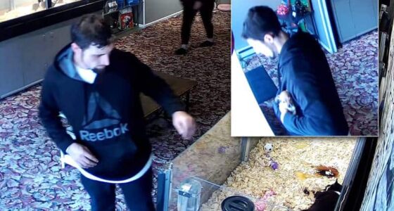 ny 1544031962 4k58ppyk3e snap image