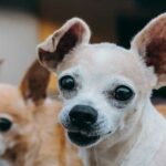 9 Surprising Reasons Why Your Chihuahua Has Floppy Ears