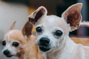 Read more about the article 9 Surprising Reasons Why Your Chihuahua Has Floppy Ears