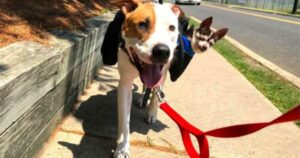 Read more about the article Senior Chihuahua Can’t Walk Anymore, So His Best Friend Carries Him Everywhere.