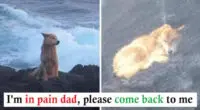 puppy waited for owner return