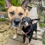 Supportive Chihuahua Teaches Special Needs Brother How To Walk