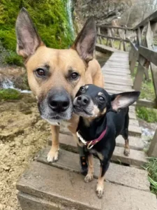 Read more about the article Supportive Chihuahua Teaches Special Needs Brother How To Walk