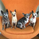 Toothless Senior Chihuahuas Adopted Together