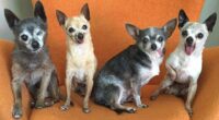Toothless Senior Chihuahuas Adopted Together 2 senior dog adoption chihuahua julie docherty 11