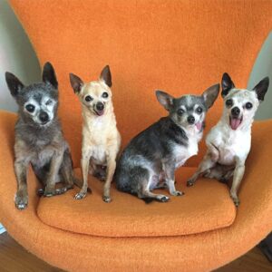 Read more about the article Toothless Senior Chihuahuas Adopted Together