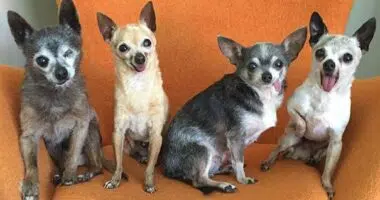 senior dog adoption chihuahua julie docherty 11