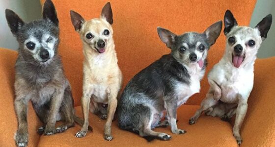 senior dog adoption chihuahua julie docherty 11