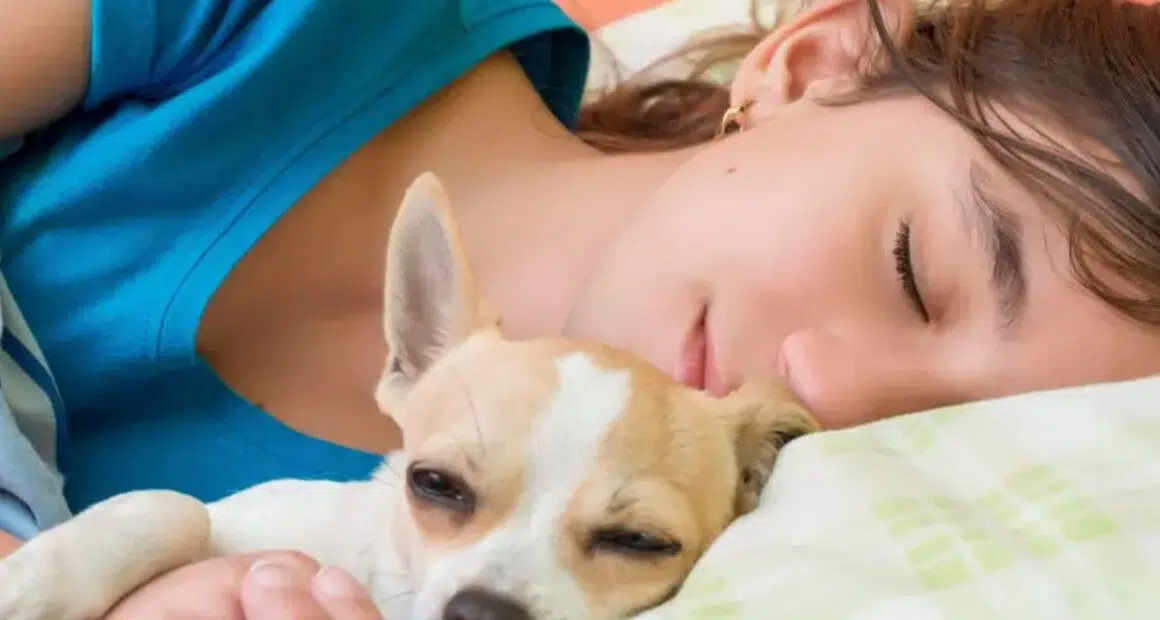 Should Chihuahuas Sleep with Their Owners? - Chihuacorner.com