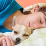 Should Chihuahuas Sleep with Their Owners?