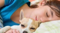 Should Chihuahuas Sleep with Their Owners? 2 Should Chihuahuas Sleep with Their Owners? - Chihuacorner.com