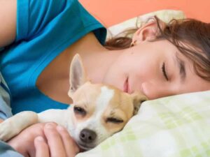 Read more about the article Should Chihuahuas Sleep with Their Owners?