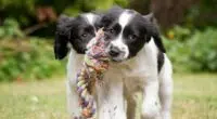 skynews dogs puppies 4164151 e1660636837210