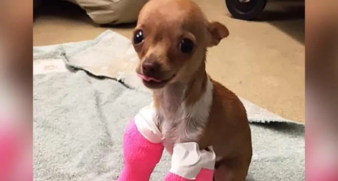Tiny Chihuahua Rescued From a Dumpster - Chihuacorner.com