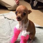 Tiny Chihuahua Rescued from a Dumpster