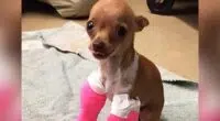 Tiny Chihuahua Rescued From a Dumpster - Chihuacorner.com