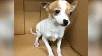 Vet Refuses to Put Down a Healthy Chihuahua - Chihuacorner.com