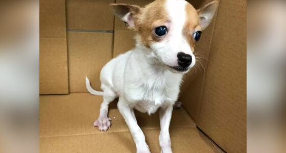 Vet Refuses to Put Down a Healthy Chihuahua - Chihuacorner.com