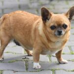 What Do You Need To Know About Chihuahua’s Personality?