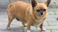 What Do You Need To Know About Chihuahua's Personality? 2 word image 1