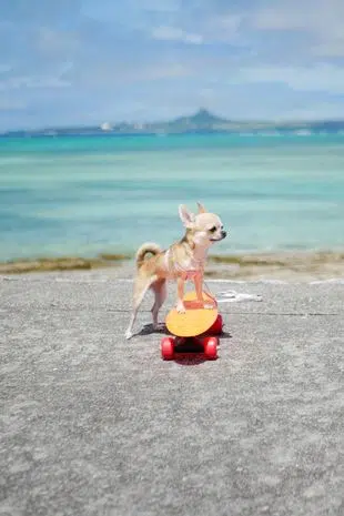 0 PAY SKATEBOARDING DOG