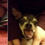 The little Chi sticks out its Tongue and makes a Strange Sound