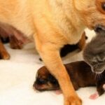 Little Chihuahua Tinkerbell Spreads her Love to three Kittens