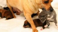 Little Chihuahua Tinkerbell Spreads her Love to three Kittens 2 1 6