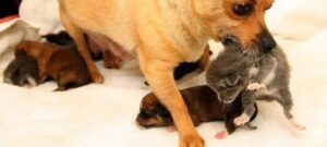 Read more about the article Little Chihuahua Tinkerbell Spreads her Love to three Kittens