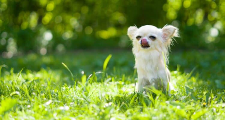 A few Reasons why Chihuahuas stick their Tongues out