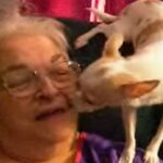 Chihuahua Sings Sweet Duet With His Owner