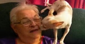 Read more about the article Chihuahua Sings Sweet Duet With His Owner