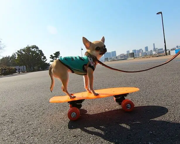 1 PAY SKATEBOARDING DOG 1