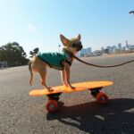 Tiny Chihuahua Skateboards through Walks