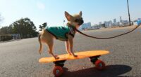 Tiny Chihuahua Skateboards through Walks 2 1 PAY SKATEBOARDING DOG 2
