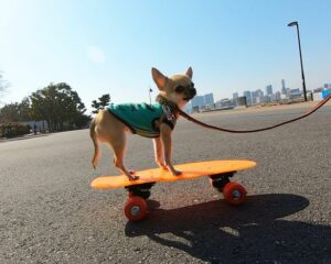 Read more about the article Tiny Chihuahua Skateboards through Walks