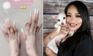 Read more about the article Woman Accused of Animal Abuse After Posting Chihuahua’s Acrylic Nails