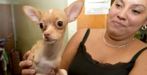 Read more about the article Chihuahua with No Front Legs Gets Wheelie Vest