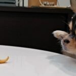 The Chihuahua stands on its hind legs and Tries to Reach the Table