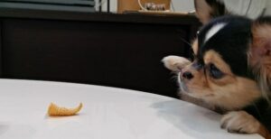 Read more about the article The Chihuahua stands on its hind legs and Tries to Reach the Table