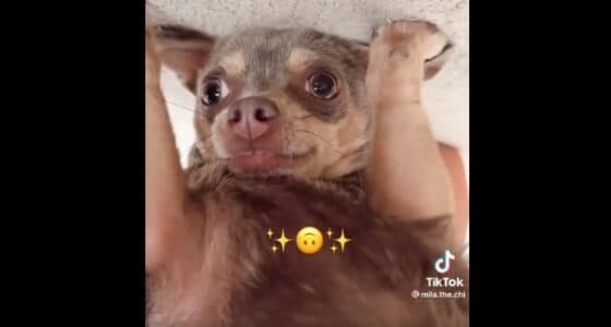 Chihuahua playing dead with owner