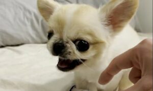 Read more about the article Tiny Chi lets out a Scream when Someone takes her Yogurt