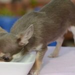 UK’s Smallest Dog is a Three-Inch Chi Called Bibity Bobity Boo