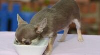 UK's Smallest Dog is a Three-Inch Chi Called Bibity Bobity Boo 2 Screenshot 1 11
