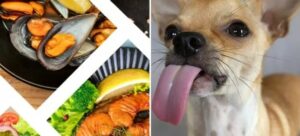 Read more about the article A Puppy Desperately Trying to eat Food Photo