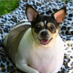 Overweight Chihuahua Abandoned In Locked Crate on Highway