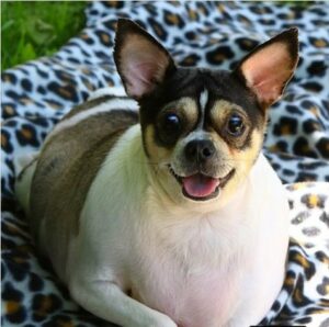 Read more about the article Overweight Chihuahua Abandoned In Locked Crate on Highway