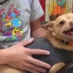 Shelters Give Reasons Not to Adopt Chi ‘Eddie The Terrible’