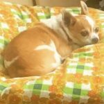 Woman Heartbroken Over Chihuahua Fatally Injured